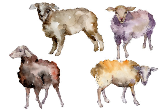 Agriculture Sheep, Ram Watercolor Illustrations