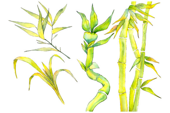Bamboo Watercolor Product for Illustrations