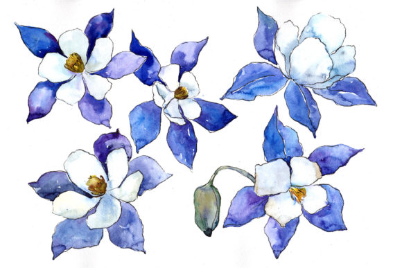 Blue Aquilegia Flower Watercolor Set and Illustrations