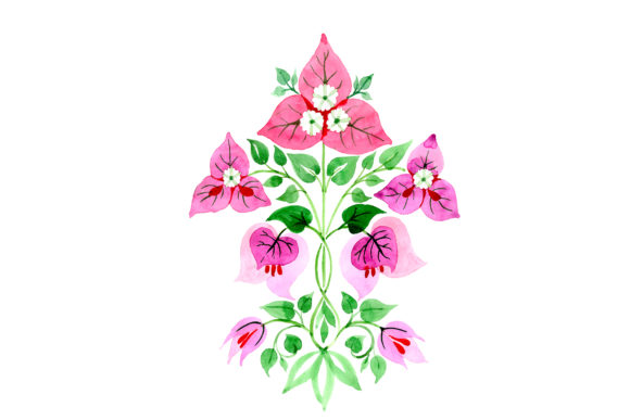 Bougainvillea Ornament Pink Watercolor Illustrations