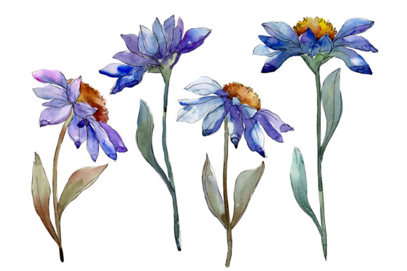 Bouquet Blue of Asters and Daisies Watercolor PNG