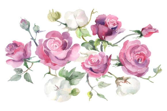 Bouquet with Pink Roses and Cotton Watercolor Illustrations