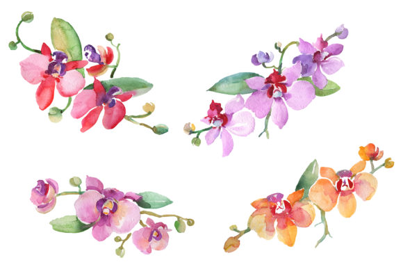 Branch with Orchids Watercolor