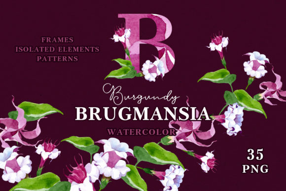 Burgundy Brugmansia Watercolor Png Illustrations