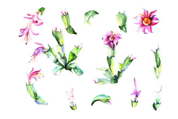 Cacti Flower Green and Pink Watercolor