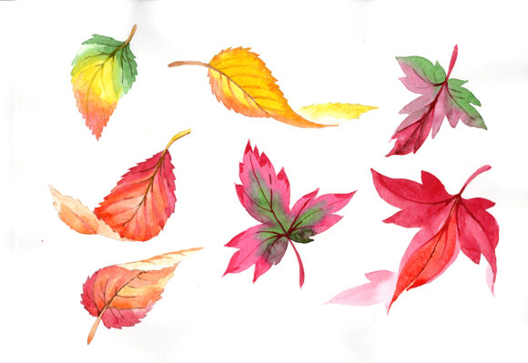Colorful Autumn Leaves Watercolor Set and Illustrations