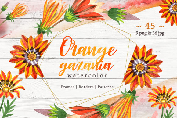 Cool Orange Gazania PNG Watercolor Set