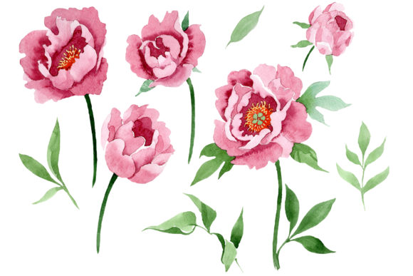 Dark Red Peony Flower Watercolor PNG