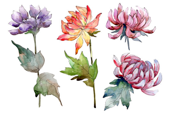 Delicate Flower Daisy Watercolor PNG
