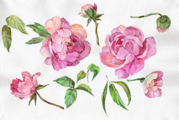 Elegant Flower Pink Peony Watercolor Set Illustrations