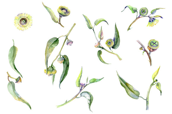 Eucalyptus Watercolor Illustrations