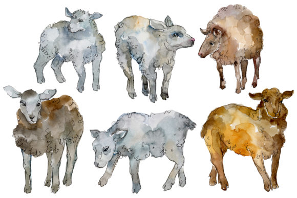 Farm Animals Lamb Watercolor Illustrations