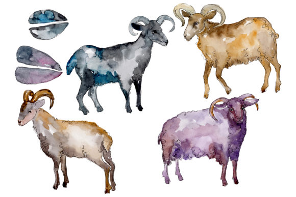 Farm Animals Ram Watercolor Illustrations