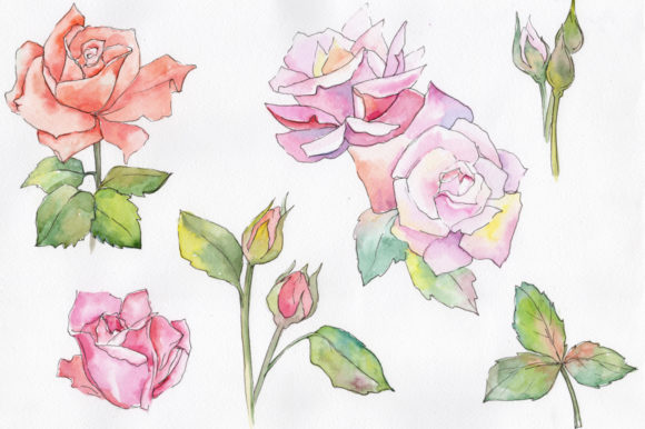Fine Pink Rose Watercolor Flower Set