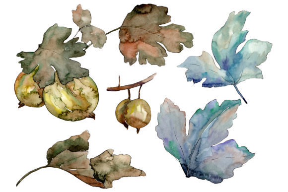 Gooseberry Plant Ordinary Watercolor Illustrations