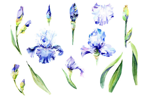 Irises Blue Summer Sky Watercolor Illustrations