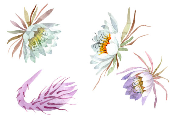 Kadupul Watercolor Illustrations