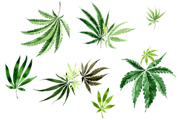Leaves Hemp Plant Watercolor Illustrations