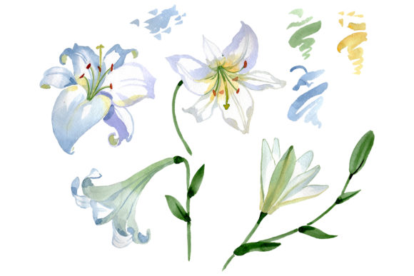 Lily White Gift of Nature Watercolor Illustrations