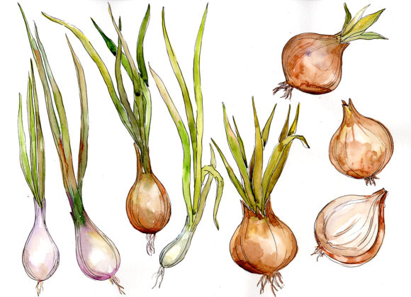 Onion Vegetables Watercolor Set Illustrations