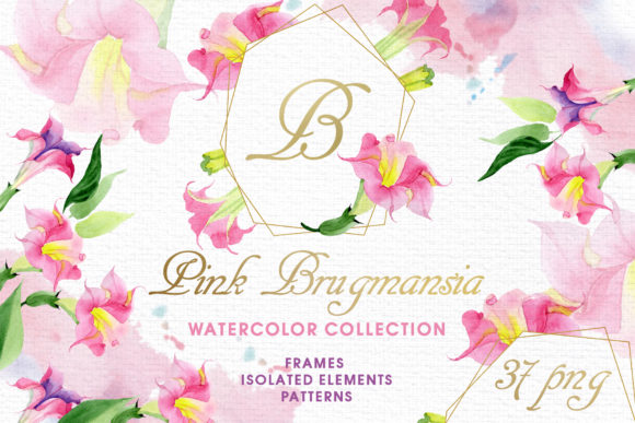 Pink Brugmansia Watercolor Png Illustrations