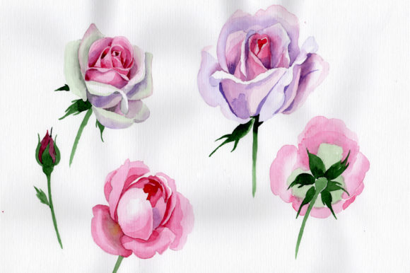 Pink Rose Watercolor Flower Illustrations