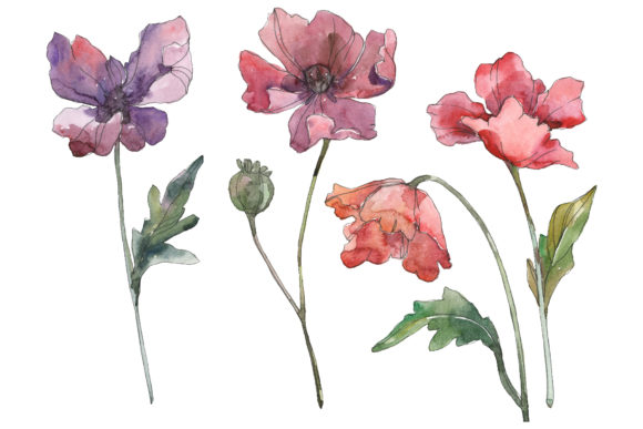 Poppy Watercolor PNG & Illustrations