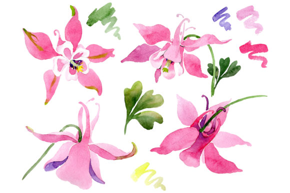 Red Aquilegia Watercolor Illustrations