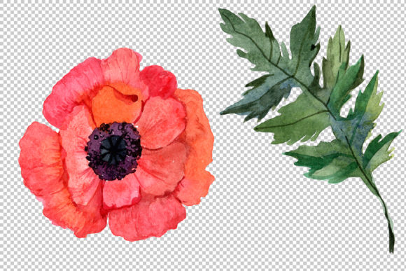 Red Poppy Watercolor Flowers Illustrations