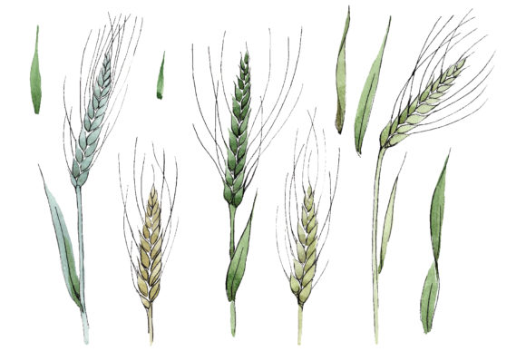 Spike of Wheat Watercolor Illustrations