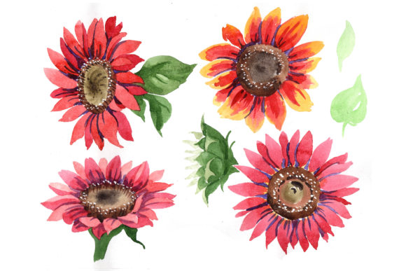 Sunflower Red Flower Watercolor Set for Illustrations