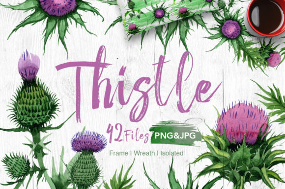 Thistle Flowers Watercolor Set and Illustrations