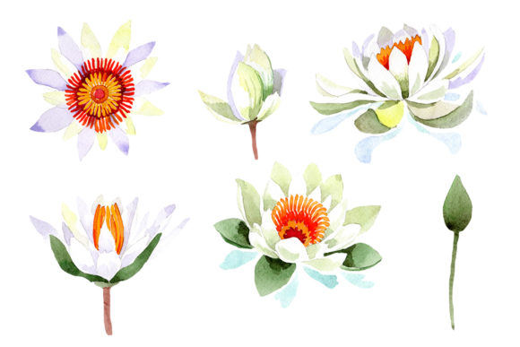 White Lotus Flower Watercolor Illustrations