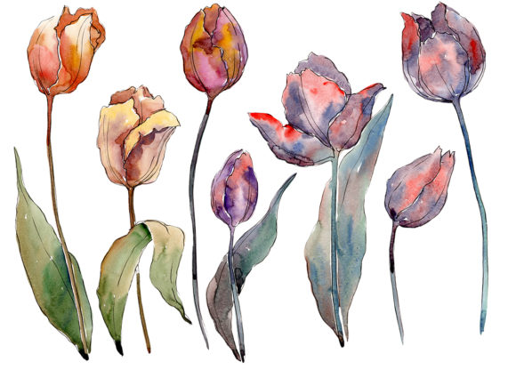 Wildflower Autumn Tulips PNG Watercolor Set