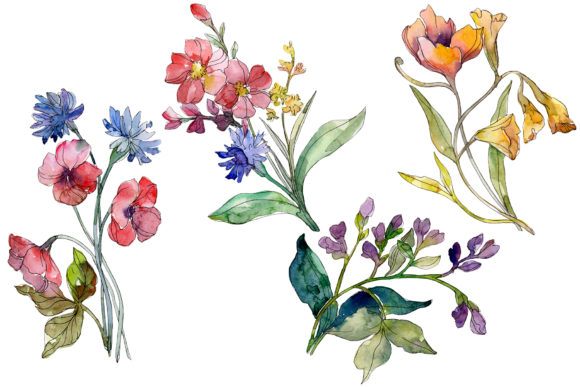 Wildflowers the Beauty Watercolor Illustrations