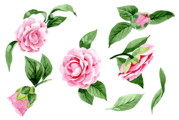 Wonderful Pink Camellia Watercolor Set and Illustrations