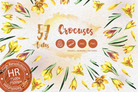 Yellow Crocuses Watercolor Flower Set Illustrations
